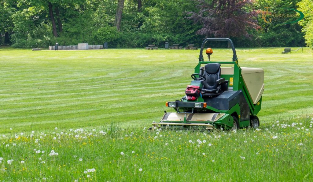 Lawn Maintenance Tips You Can Learn from the Pros