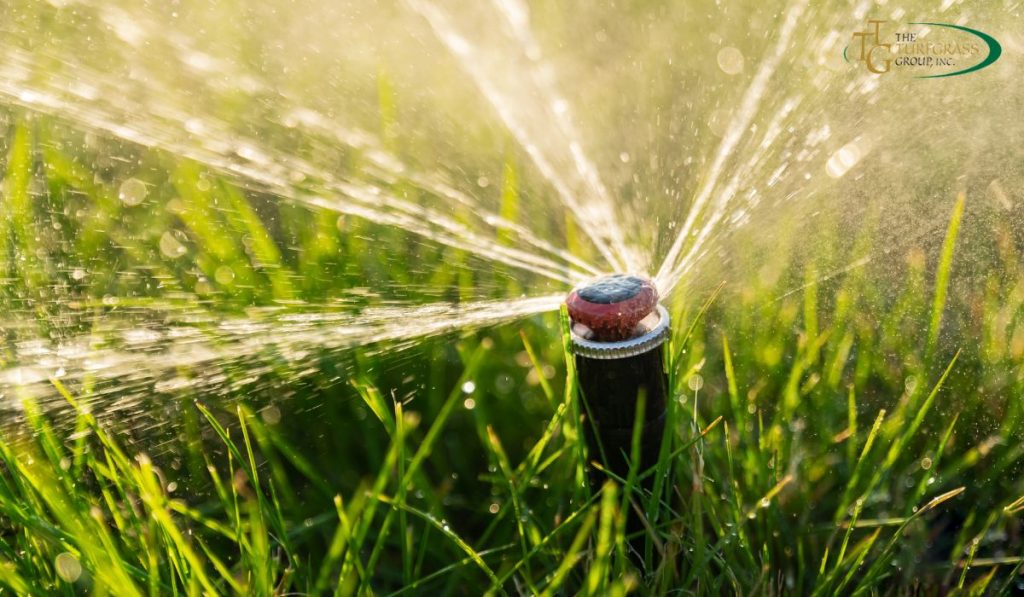 Watering Bring Back a Dead Lawn