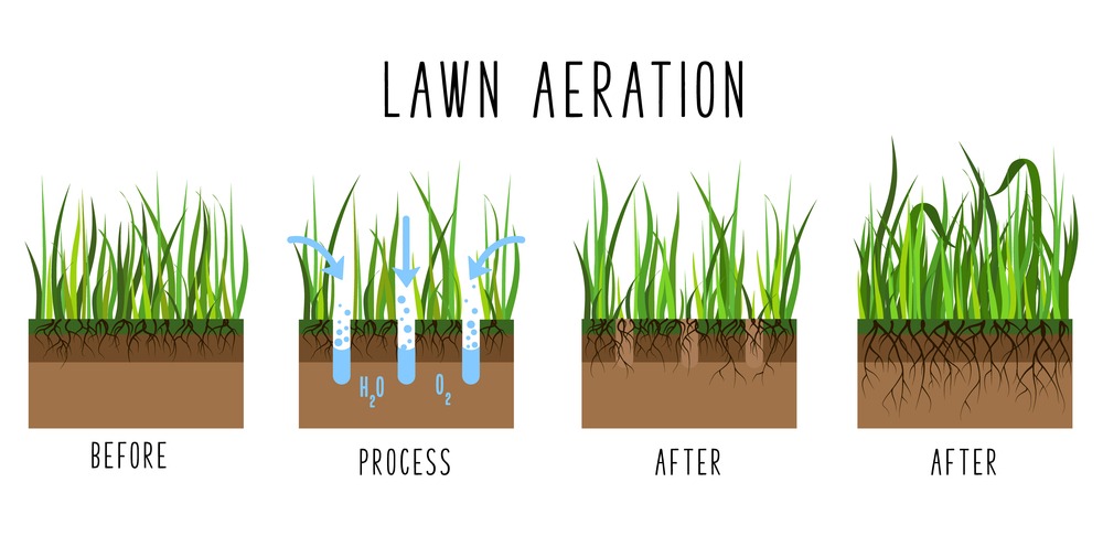 Lawn aeration process steps - before and after, lawn grass care service, gardening and landscape design, isolated illustration for article, infographics or instruction on white background, vector