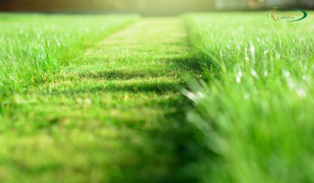 The Perfect Bermuda Grass Height Cut for a Healthy Lawn
