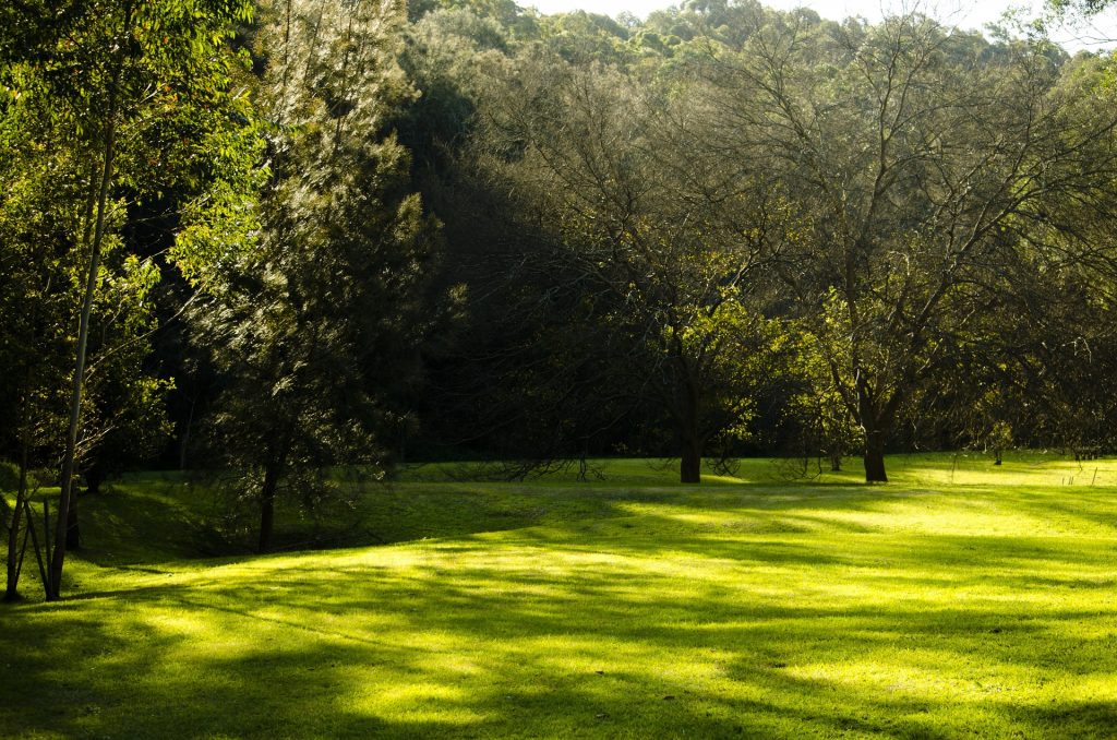 Beyond the Sun: Tips for Growing Bermuda Grass in Shade