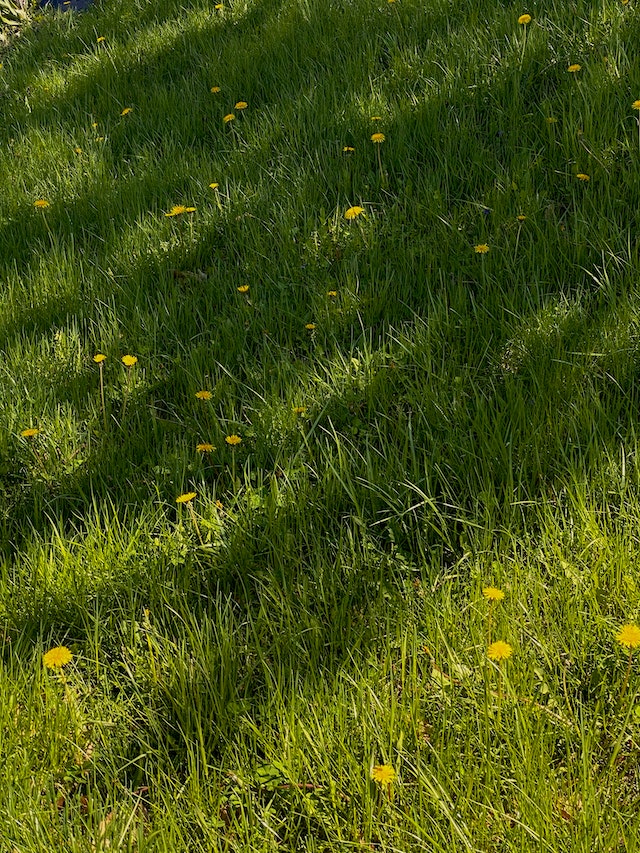 Beyond the Sun: Tips for Growing Bermuda Grass in Shade