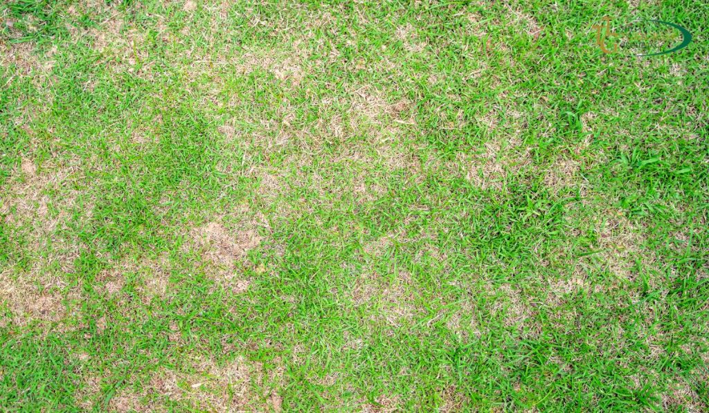 Brown Patches on Bermuda Grass