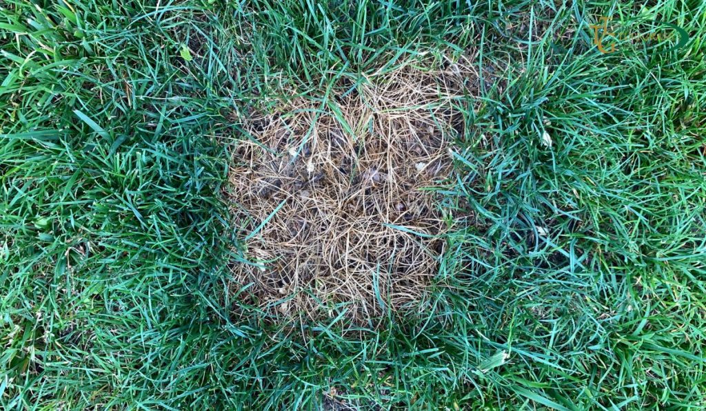 Brown Patches on Bermuda Grass