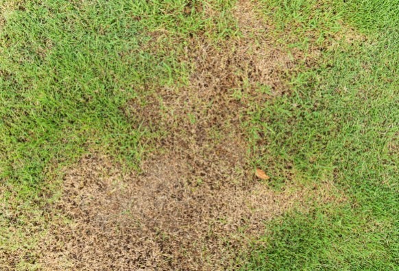brown patches on bermuda grass