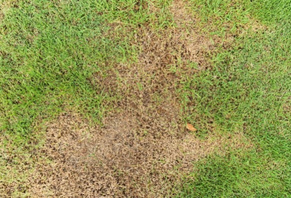 Zeon Zoysia Brown Spots