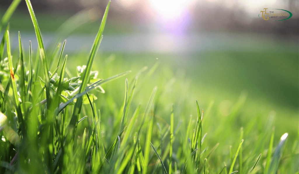 Weed in Bermuda Grass