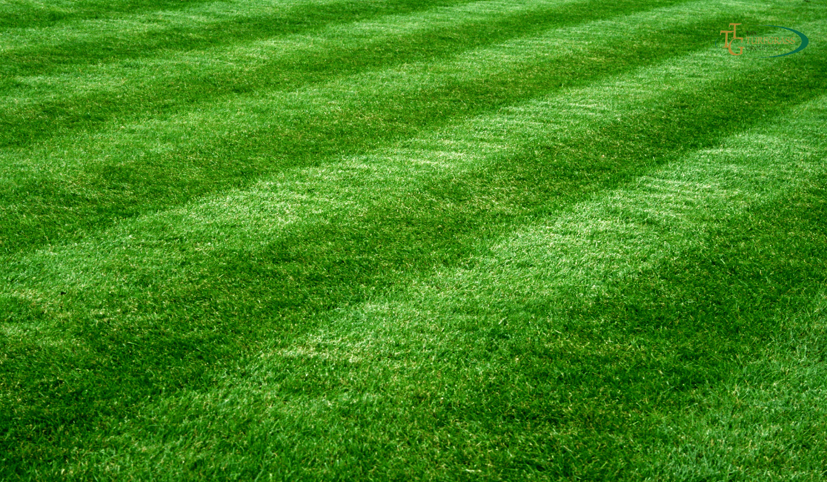 Different Types Of Zoysia Grasses - Which Is The Right For Your Lawn ...