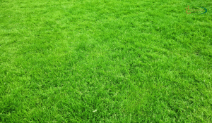 Best Fertilizers for Zoysia Grass