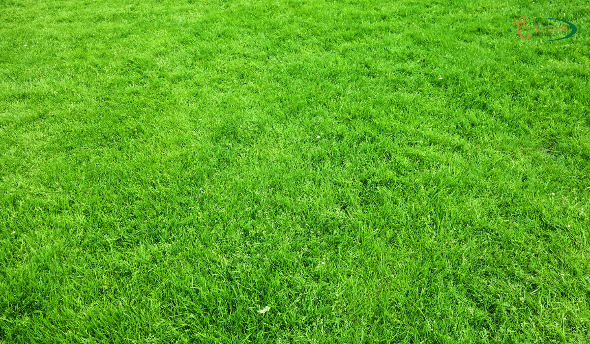 Top Fertilizers for Zoysia Grass: From Seedlings to a Vibrant Lawn ...