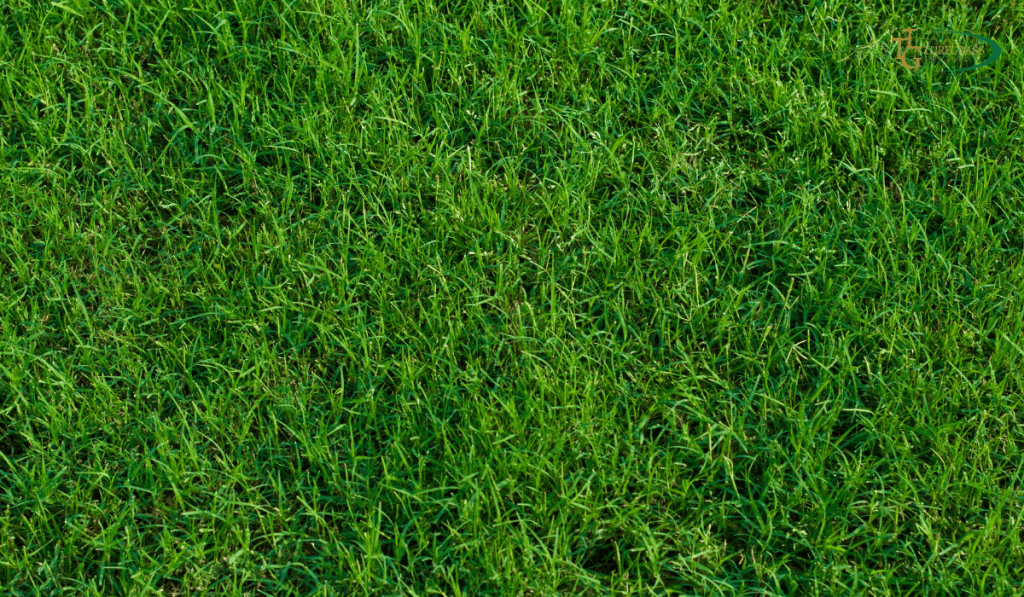 Will Bermuda Grass Take Over My Lawn?