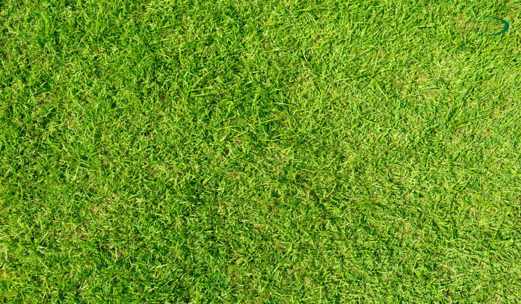 Low Maintance Bermuda Grass