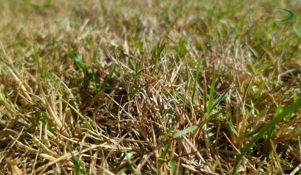 Tips for Lawn Maintenance During a Drought