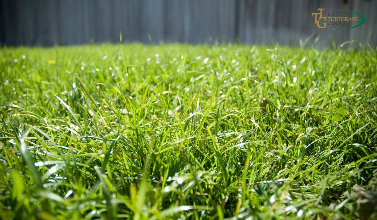 Bermuda Grass Vs Fescue Which Grass Is Better