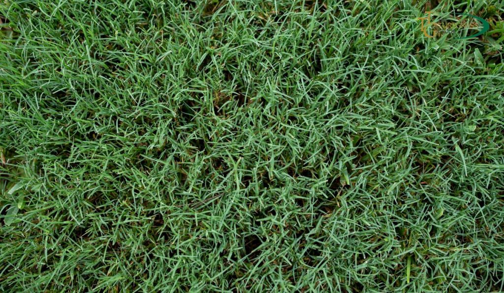 Bermuda Grass vs. Fescue