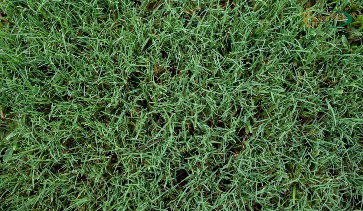 Bermuda Grass vs. Fescue: Which Grass is Better?