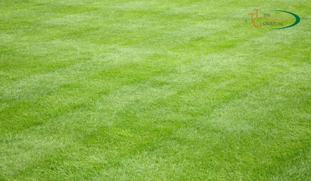 Bermuda Grass Lawn Care Tips