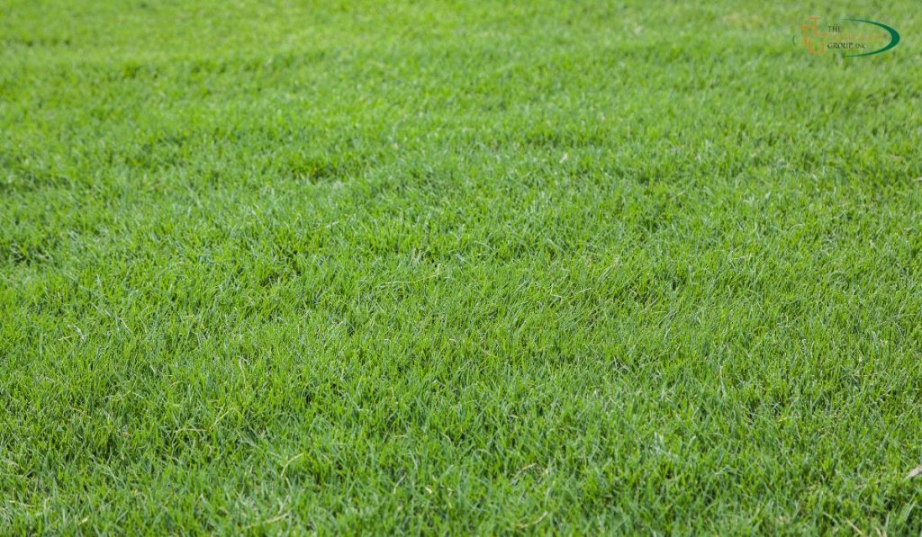 Does Bermuda Grass Spread Naturally? - Lawn Care Tips