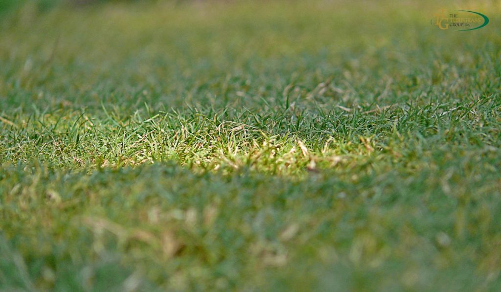 Does Bermuda Grass Spread Naturally? - Lawn Care Tips 