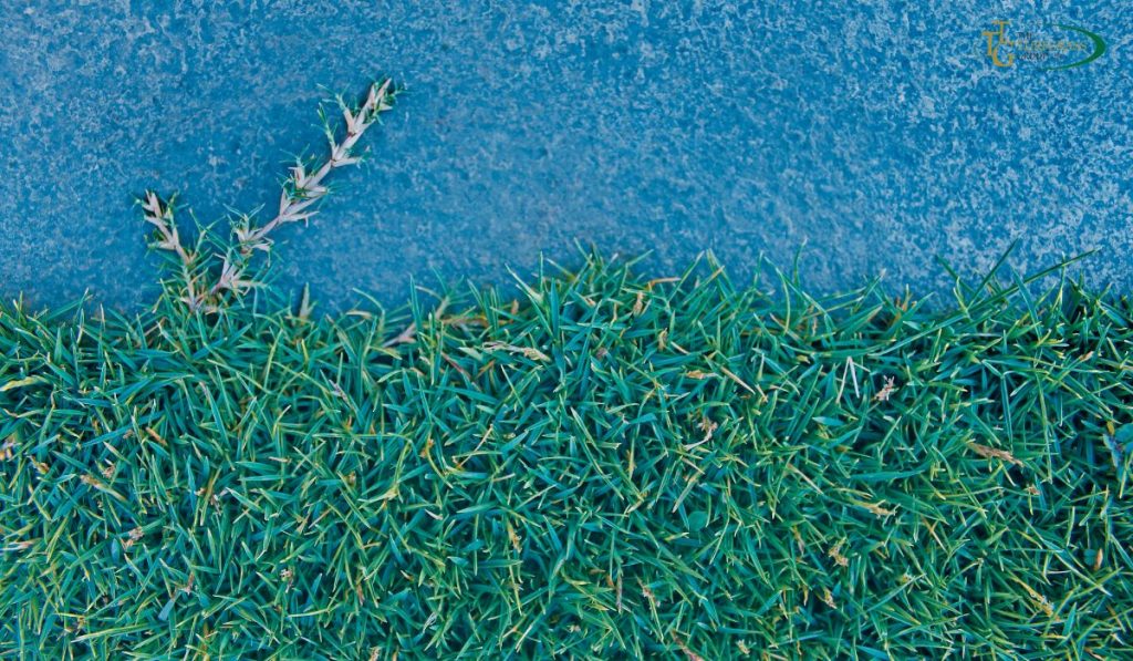 Does Bermuda Grass Spread Naturally? - Lawn Care Tips 