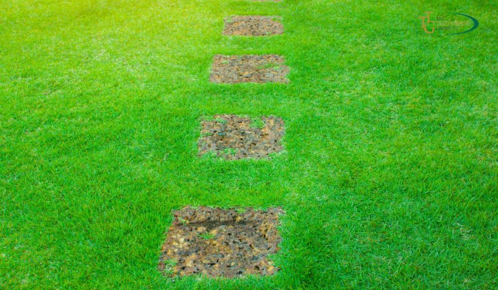 Key to Lush and Healthy Zoysia Lawns: Effective Maintenance Strategies