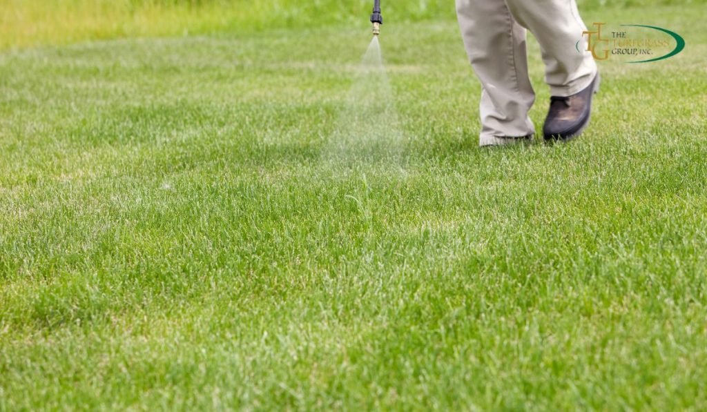 Guide to Crabgrass Prevention: Effective Tips and Techniques
