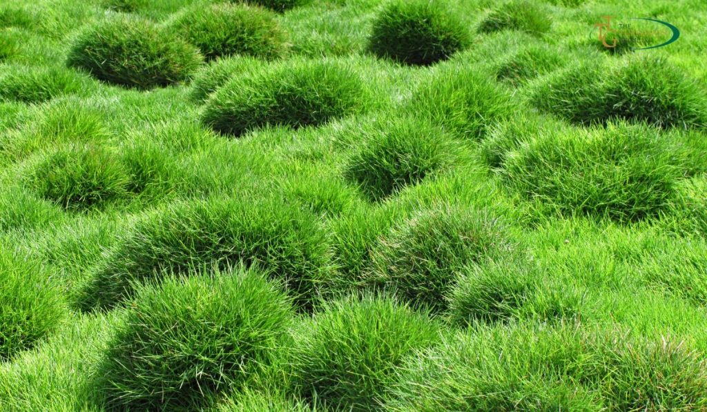 Key to Lush and Healthy Zoysia Lawns: Effective Maintenance Strategies