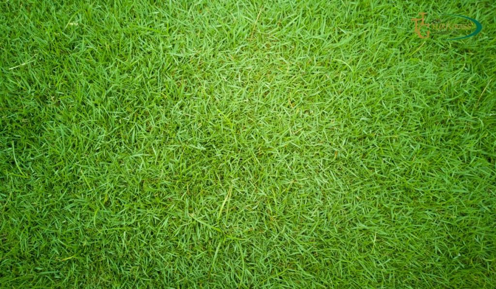 Bermuda Grass Types