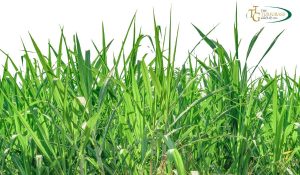 Zoysia Grass Varieties