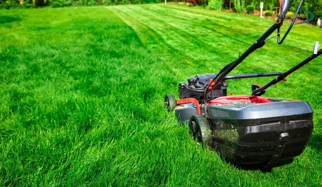 Quick Lawn Fixes: Revive Your Green Oasis