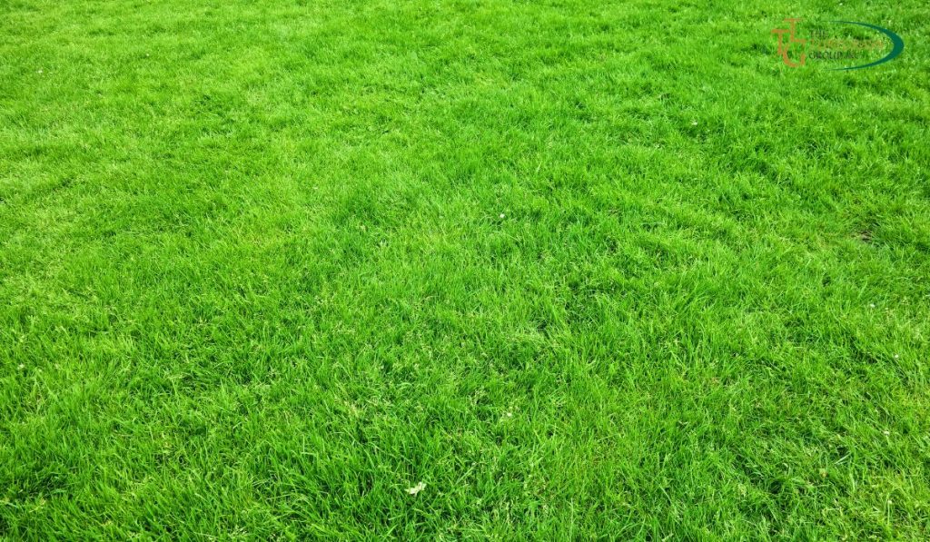 Zoysia Grass Varieties