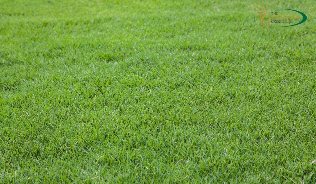 Bermuda Grass Fertilization Tips