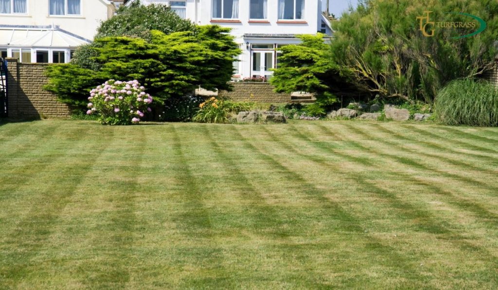 Quick Lawn Fixes: Revive Your Green Oasis