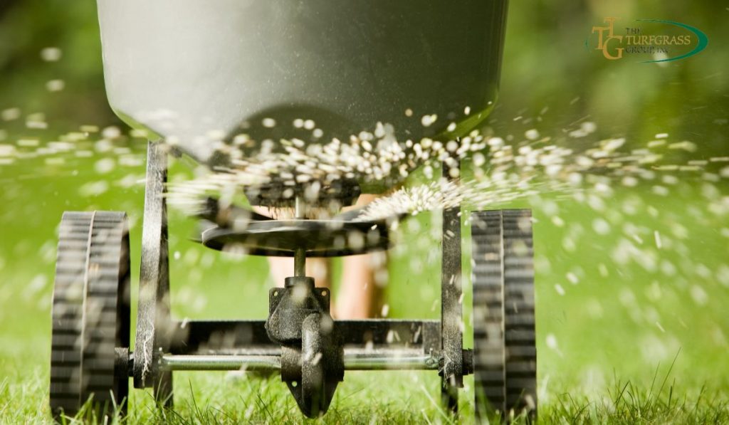 Bermuda Grass Fertilization Tips