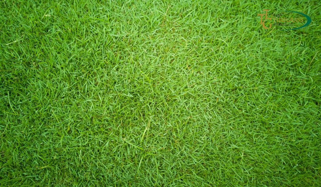 Bermuda Grass Weed Control