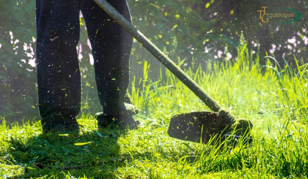 Quick Lawn Fixes: Revive Your Green Oasis