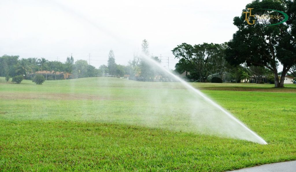 Low-Maintenance Lawns