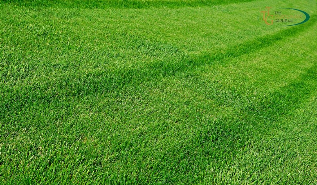 Restoring Your Lawn