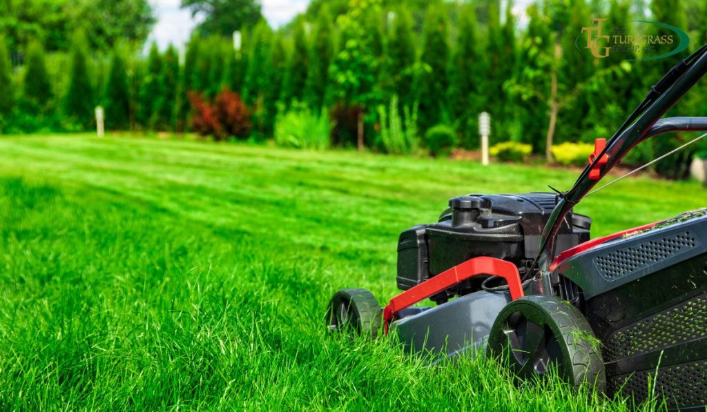 Mowing Bermuda Grass