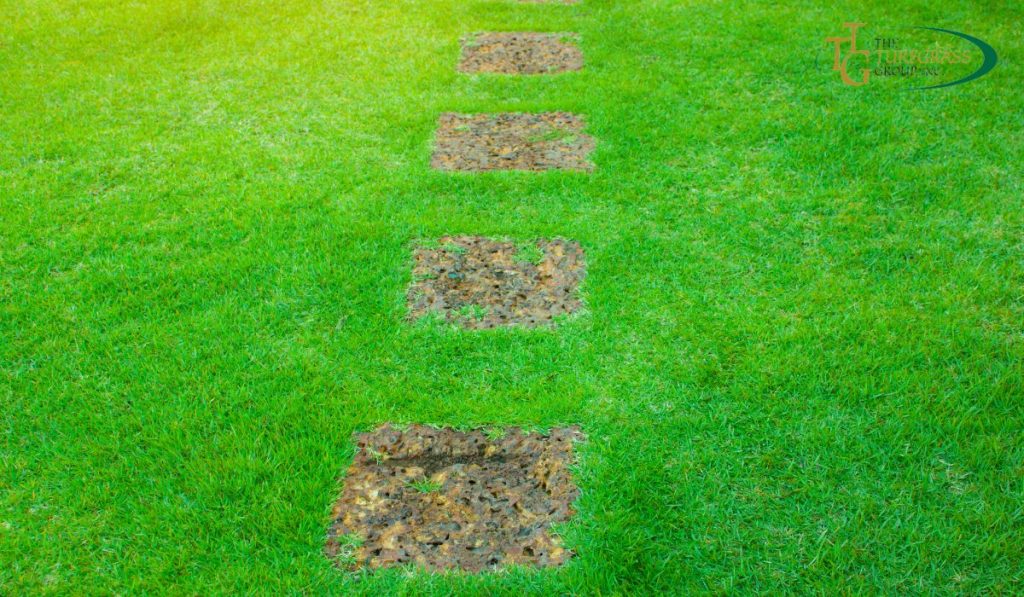 Zoysia Grass – The Eco-Friendly Choice for Landscaping