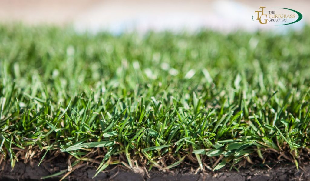 Zoysia Grass Sod for Your Perfect Lawn