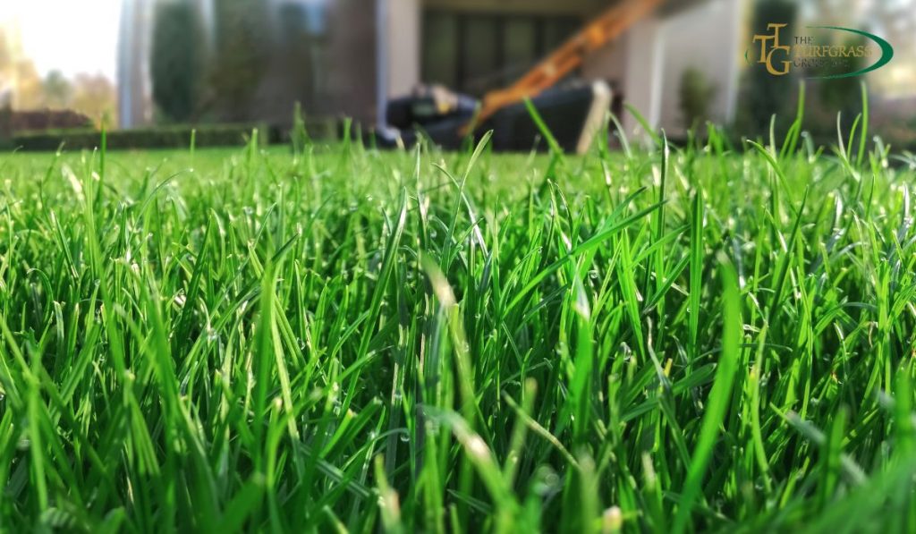 Mowing Bermuda Grass