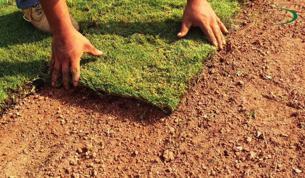 Zoysia Grass Sod for Your Perfect Lawn