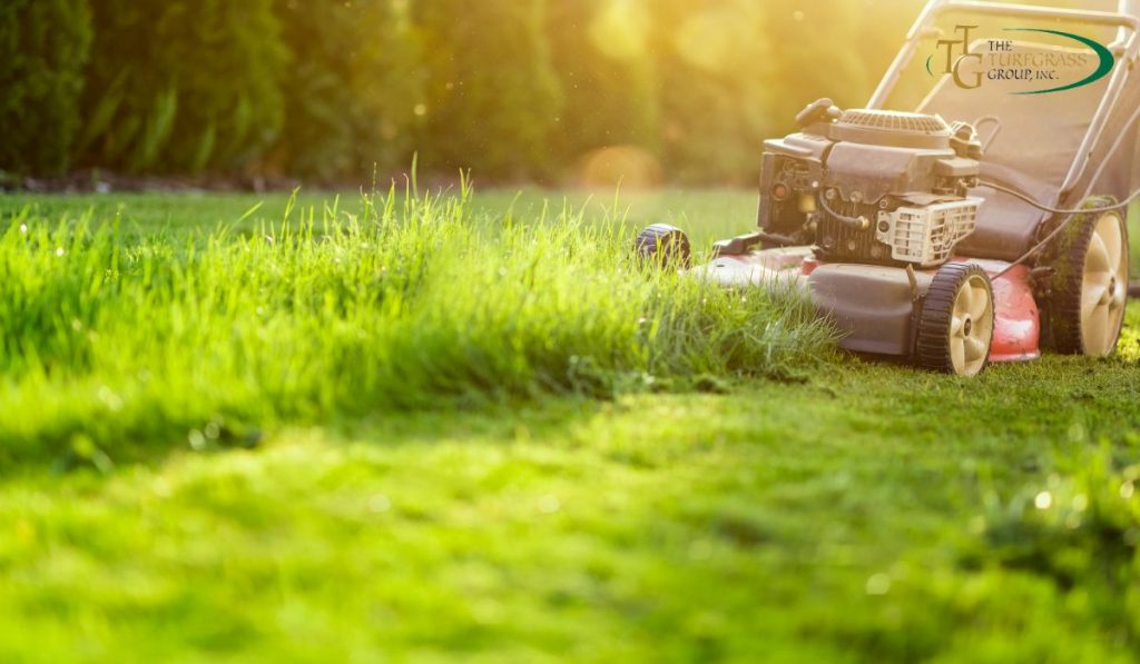 Restoring Your Lawn