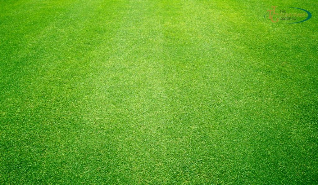 golf course lawn