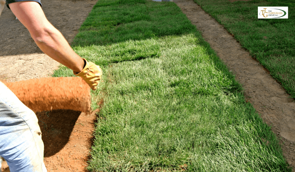 Lush Bermuda grass sod rolls, perfect for greening up your space.