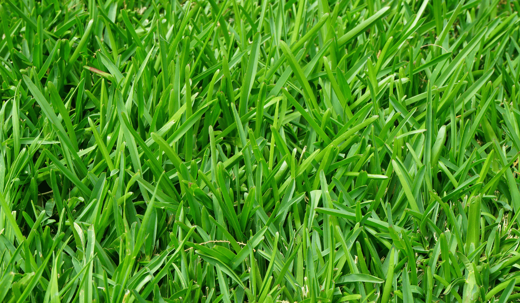 Rise of Drought-Tolerant Bermuda Grass