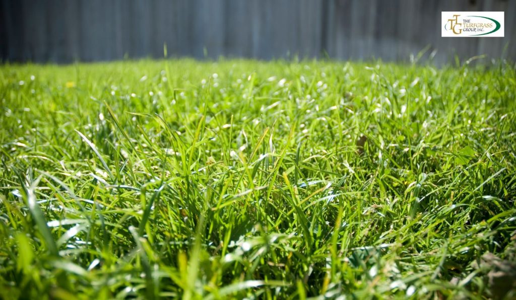 drought tolerant bermuda grass