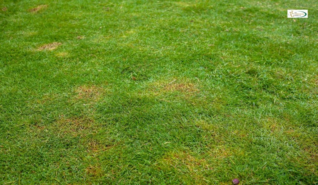 brown spots in lawn, Trinity Zoysia