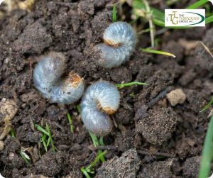 Identifying and Managing Spring Lawn Pests: A Comprehensive Guide